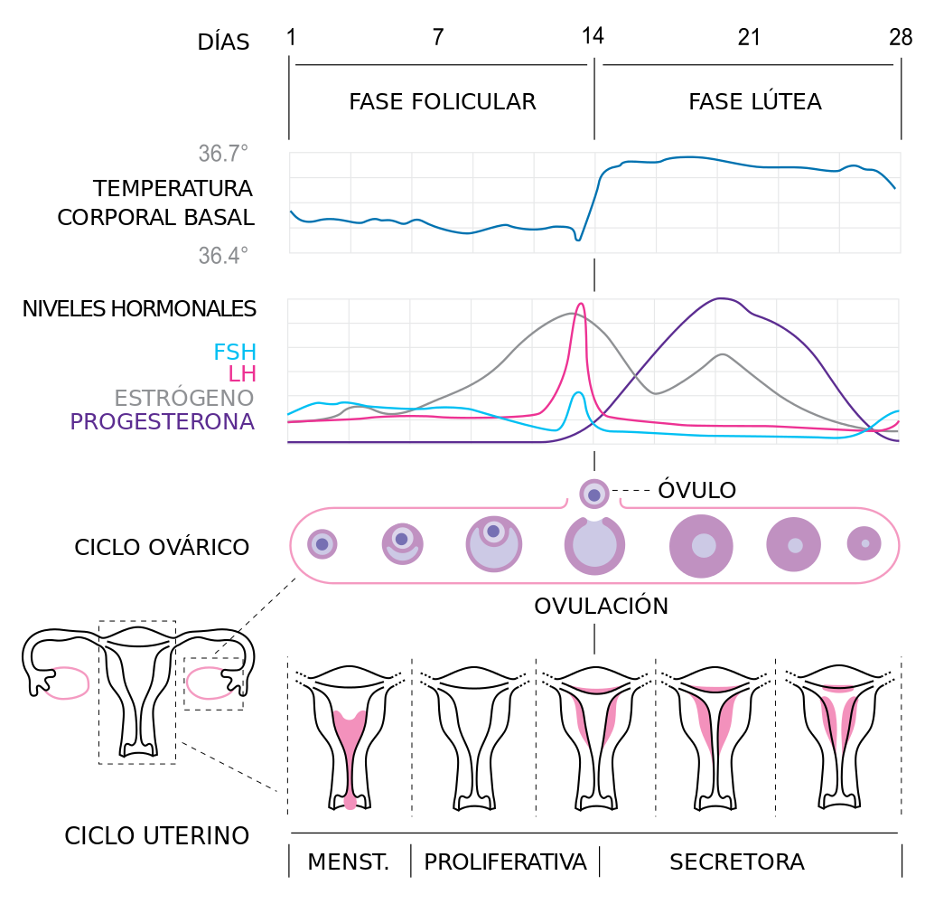 Ciclo menstrual